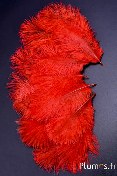 Autruche Bellies - 8-13 cm - orange sanguin